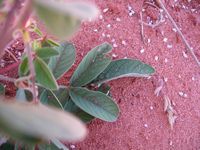 Indigofera astragalina lf-t.JPG